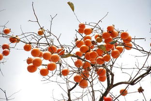 上党三宝 核桃 花椒 柿子