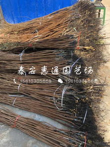 次郎柿子树苗供应与带球价格行情分享