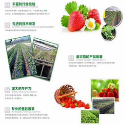 万柏林草莓苗市场稳中有升 新明星品种与造林苗价格分化显现