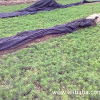 荒山造林工程中的苗木选择与供应商分析——以蒙甲刚个体经营为例