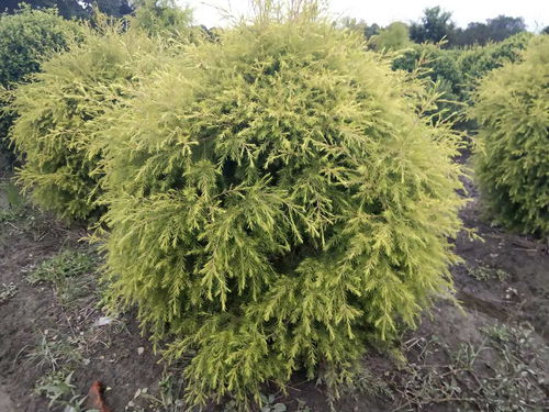 从千层金球到金叶满山 苗圃规模种植解锁绿化事业新机遇