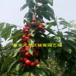 【意大利早红樱桃苗介绍、意大利早红樱桃苗品种苗报价】-