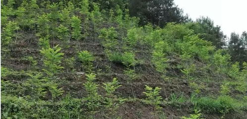 泓森槐造林关键 造林季节选择与苗木质量把控