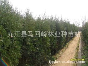 九江供应侧柏小苗 当年苗、造林苗与绿化工程苗的理想选择
