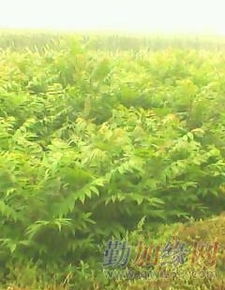 刺槐苗造林绿化的优势与关键技术