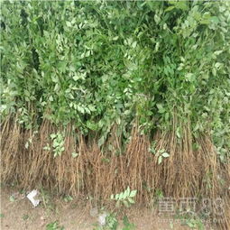 大椒花椒苗产品究竟如何？——议太和县50年高花椒苗造林效益