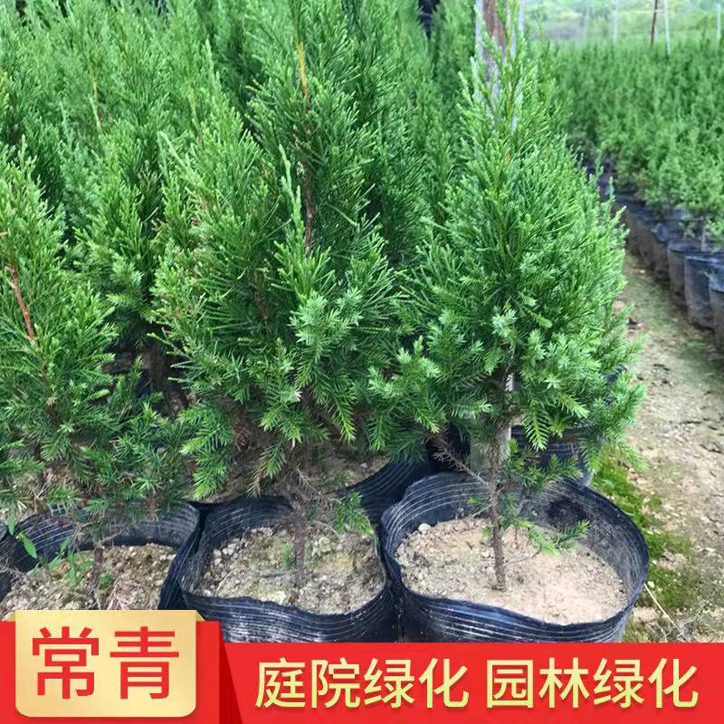 zkhe墓地松柏树苗蜀桧清明扫墓松柏树桧柏龙柏矿山复绿造林苗 20