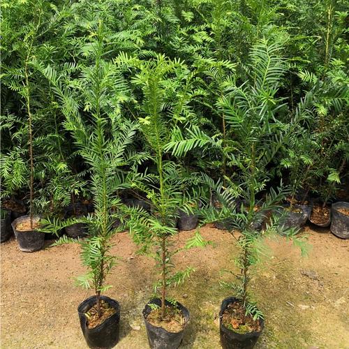 基地批发南方红豆杉树苗经济造林苗木紫杉别墅庭院室内绿植绿化树