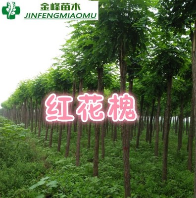 红花槐-河北红花槐批发--造林苗