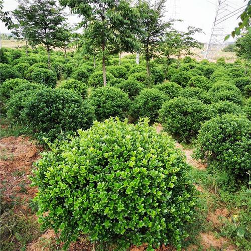 苗圃直供英国冬青 园林绿化苗木 坡地道路小区可工程绿化 荒山造林苗